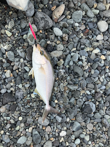 ショゴの釣果