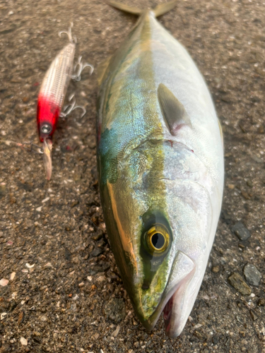 ツバスの釣果