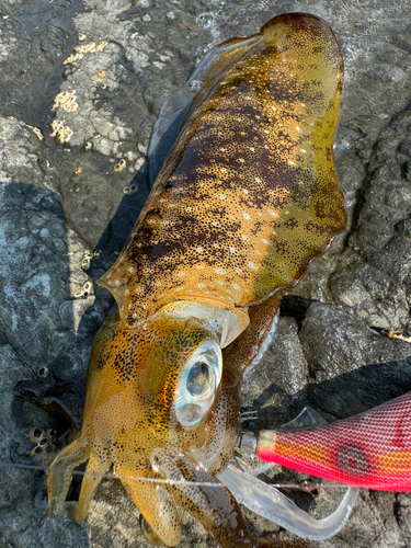 アオリイカの釣果