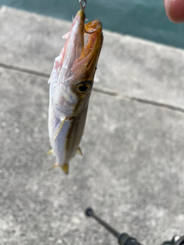 カマスの釣果