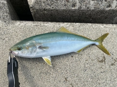 ハマチの釣果