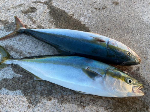 イナダの釣果