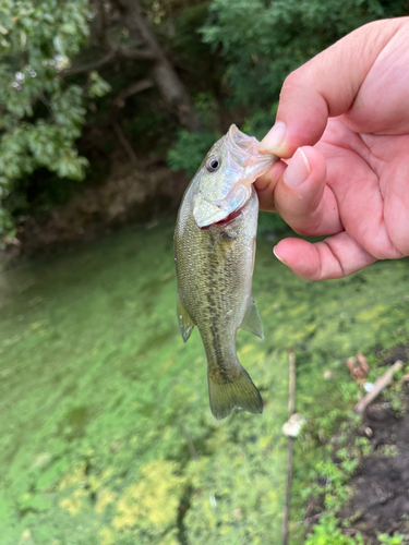 ラージマウスバスの釣果