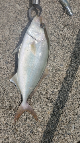 ショゴの釣果