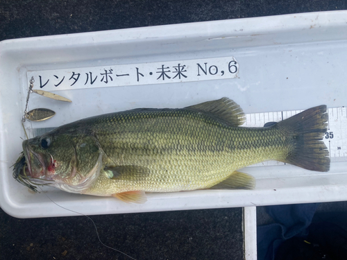 ブラックバスの釣果