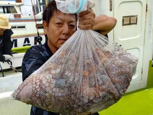 マダコの釣果