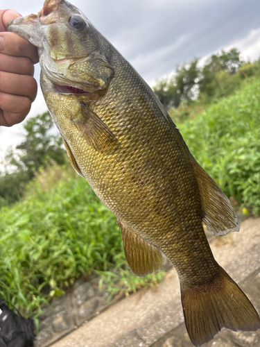 スモールマウスバスの釣果