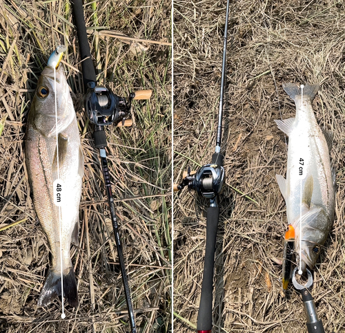 シーバスの釣果