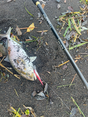 ショゴの釣果