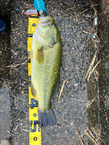 ラージマウスバスの釣果