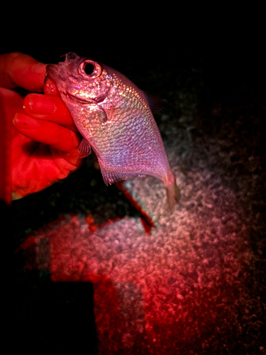 ハタンポの釣果