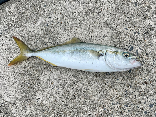 ショゴの釣果