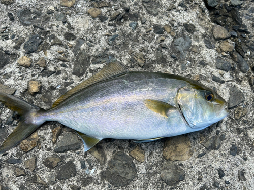 ネリゴの釣果