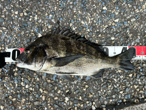 クロダイの釣果