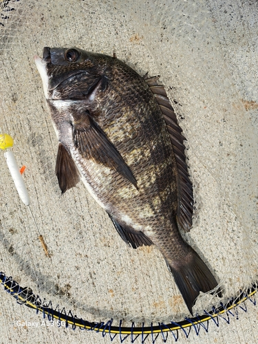 チヌの釣果