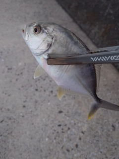 メッキの釣果