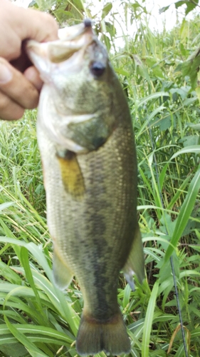 ラージマウスバスの釣果