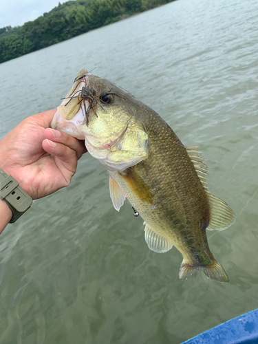 ラージマウスバスの釣果