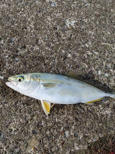 ショゴの釣果