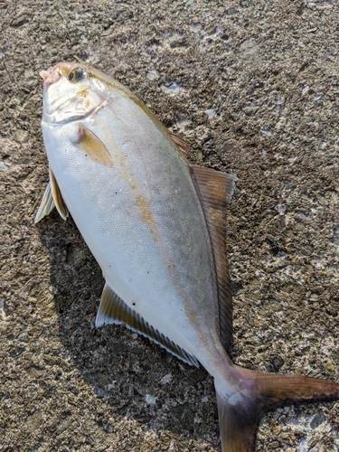 ショゴの釣果