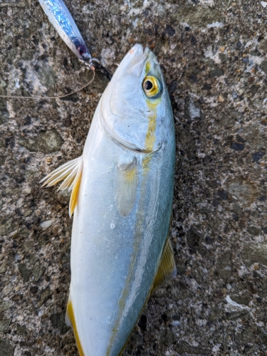 ワカシの釣果