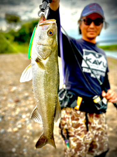 セイゴ（マルスズキ）の釣果