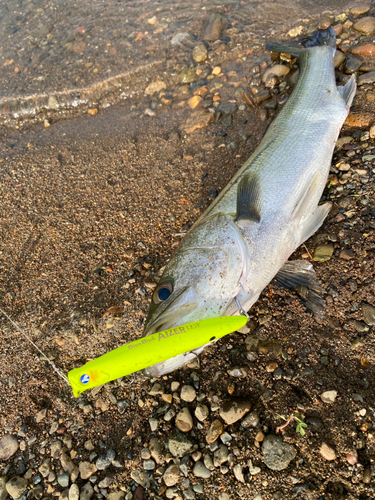 セイゴ（マルスズキ）の釣果