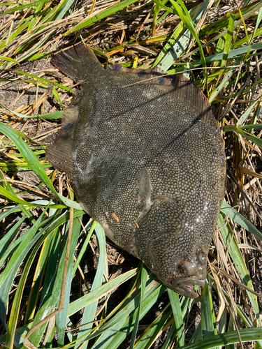 マツカワの釣果