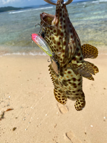 イシミーバイの釣果