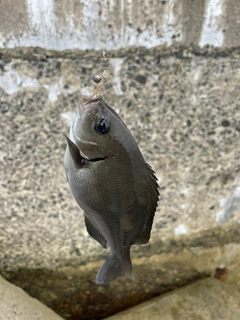 メジナの釣果