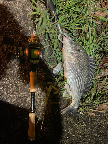 キビレの釣果