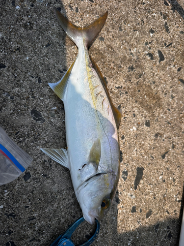 ショゴの釣果