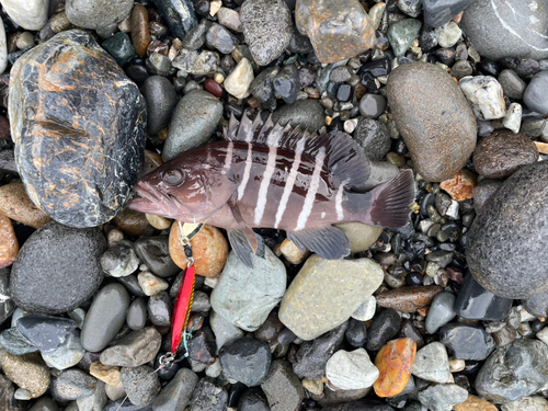 マハタの釣果