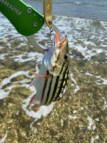 ビタローの釣果