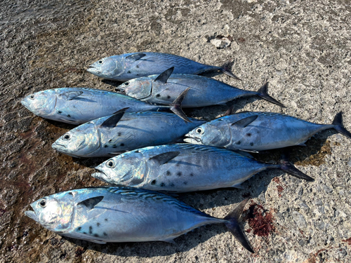 スマカツオの釣果