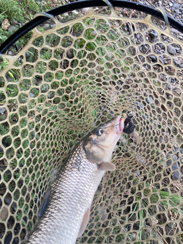 ニゴイの釣果