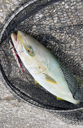 ヒラマサの釣果