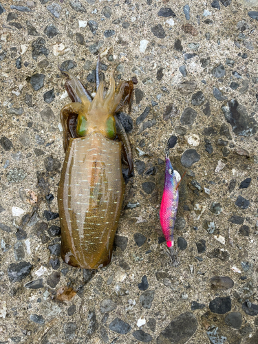 アオリイカの釣果