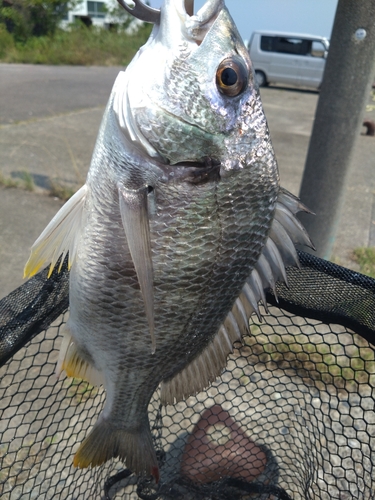 キビレの釣果