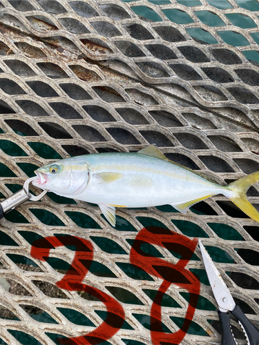 ツバスの釣果