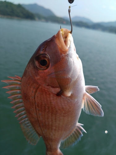 チャリコの釣果