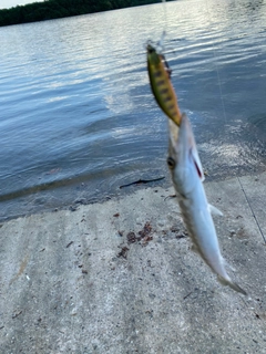 オニカマスの釣果