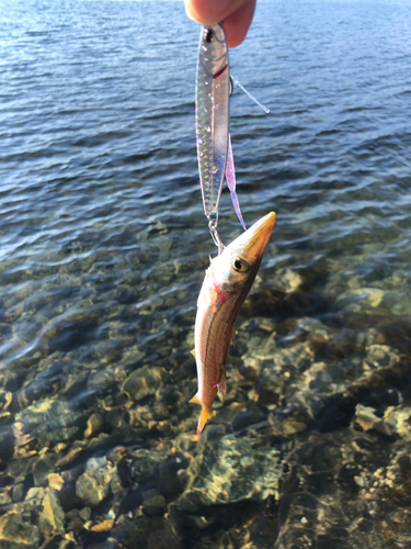 カマスの釣果