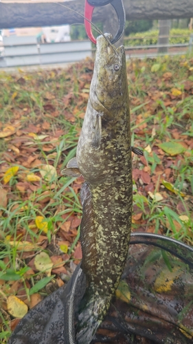 ナマズの釣果