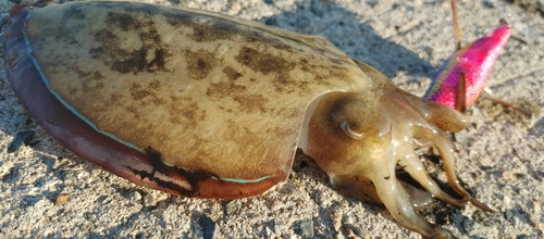 コウイカの釣果