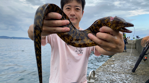 ウツボの釣果