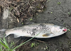 ニジマスの釣果