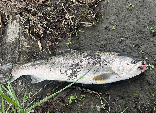 ニジマスの釣果