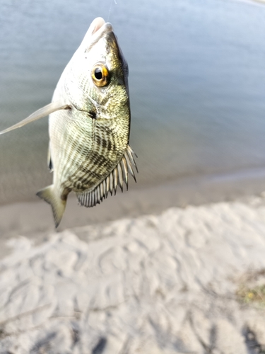 マハゼの釣果