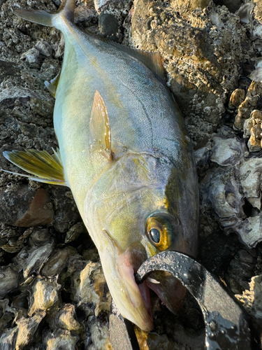 ネリゴの釣果